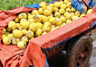 蔬菜種子種植戶客戶點(diǎn)評-持續(xù)暴雨天氣，這個品種幫我們渡過了難關(guān)，收入還滿意！