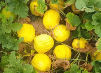 蔬菜種子種植戶客戶點(diǎn)評-瓜農(nóng)說：“還得是這個(gè)品種啊！”，什么品種讓種植戶如此感慨？