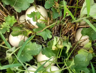 蔬菜種子種植戶客戶點(diǎn)評-一個(gè)會寫詩的農(nóng)民，把甜瓜種在草叢中，結(jié)果怎樣？