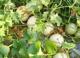 蔬菜種子種植戶客戶點(diǎn)評-真有這么好嗎？這個(gè)品種我試種了一畝地，猜猜我賣了多少錢？