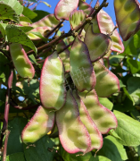 蔬菜種子種植戶客戶點(diǎn)評-價(jià)格好得讓種植者笑咪咪的，這個(gè)神奇的品種在霜降后還是串串結(jié)莢！