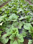 蔬菜種子種植戶客戶點(diǎn)評-第一次種植這種菜，現(xiàn)在可以上市了，大家?guī)臀医ㄗh一下，能賣個(gè)什么價(jià)格？