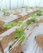 蔬菜種子種植戶客戶點評-超早！超早！我的扁豆2月15日“逆季”上市……