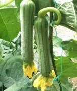 蔬菜種子種植戶客戶點評-這瓜，太美了！太美了！但我這個老菜農(nóng)……唉！