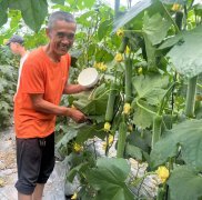 蔬菜種子種植戶客戶點評-干農(nóng)業(yè)，有喜悅嗎？有的，請看！