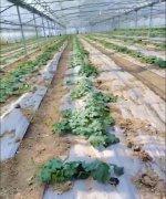 蔬菜種子種植戶客戶點評-三倍體絲瓜到底是斷頭好？還是不斷頭好？看看這位老板的做法……