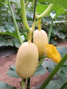 蔬菜種子種植戶客戶點評-瓜菜價格不好，太卷了！看一位種植大戶穩(wěn)穩(wěn)賺錢的經(jīng)驗…