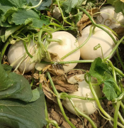 蔬菜種子種植戶客戶點評-我種植的這個品種，稱得上“白馬王子”，與大家分享！