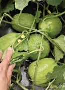 蔬菜種子種植戶客戶點評-瓜商喜歡、消費者喜歡，這個品種就好銷售！