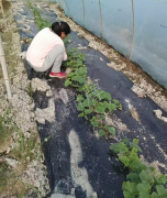 蔬菜種子種植戶客戶點評-我想要一個抗高溫又品質(zhì)優(yōu)良的甜瓜品種，終于找到了！